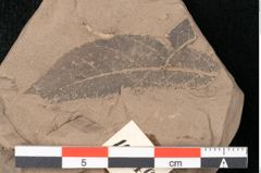 Foto (Detailansicht) von Pseudopinus wilkinsoni Ettingshausen 1887 (NHMW-GEO-2024-0188-10346a)